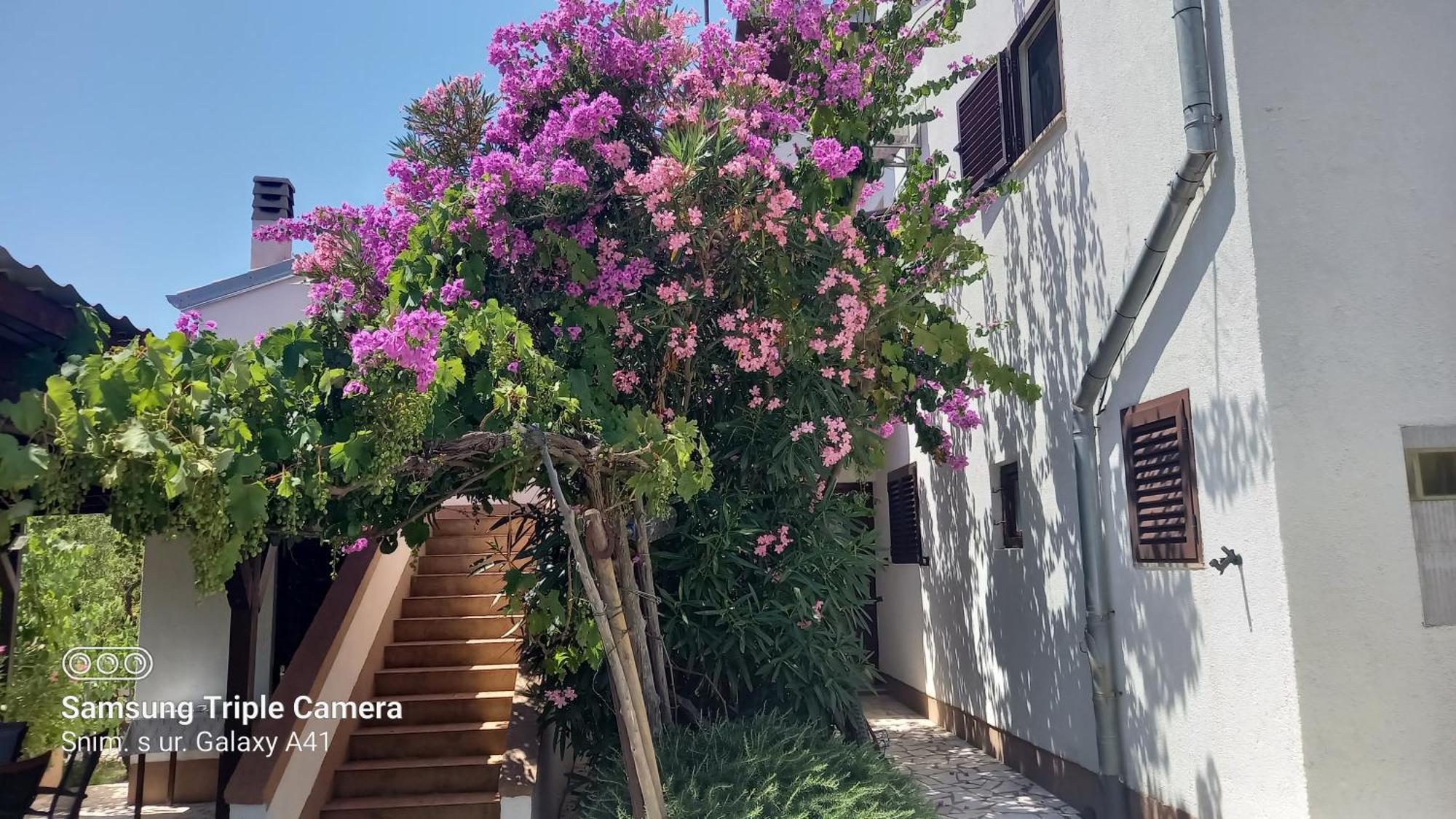 Eco Secluded Apartments Zabodarski Cunski Ngoại thất bức ảnh